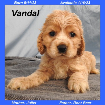 puppy, for, sale, Cocker Spaniel, Joe & Cherri  Overlease, dog, breeder, Miller, MO, dog-breeder, puppy-for-sale, forsale, nearby, find, puppyfind, locator, puppylocator, aca